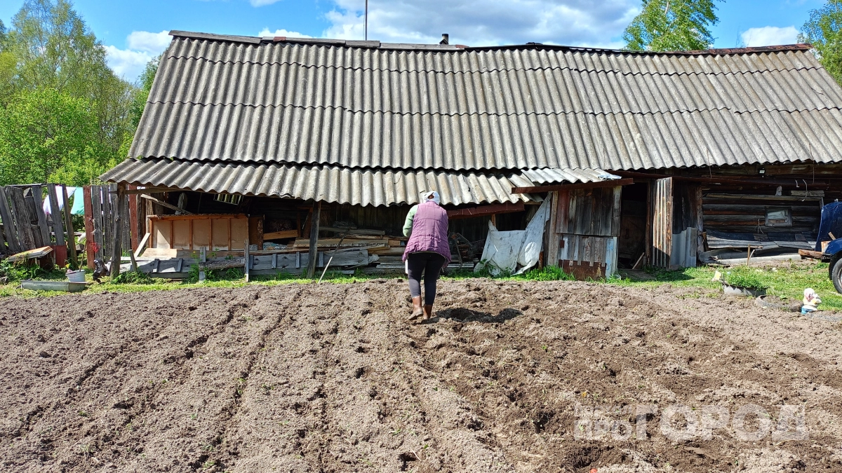 Лунка — ловушка для картофеля: соседка с той же сотки собирает в 3 раза больше - виновен не сорт, а посадка