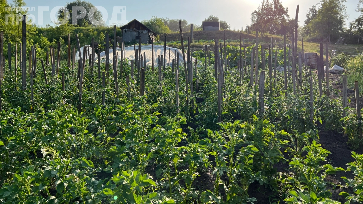 Сорняки сдаются без боя: старый компот справляется на даче за 48 часов — вот что нужно сделать