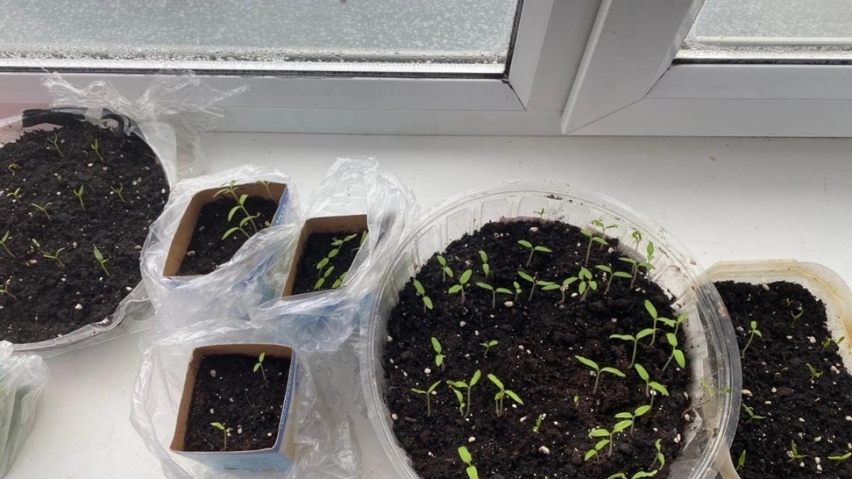 Взбалтываю 1 г на 1 литр - и на рассаду огурцов: корневища крепкие и сеянцы не вытягиваются 