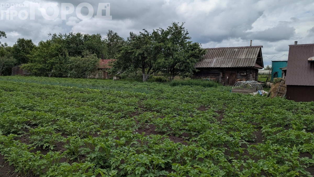 Этот советский корнеплод лечит суставы лучше таблеток: почему его скрывали от нас десятилетиями