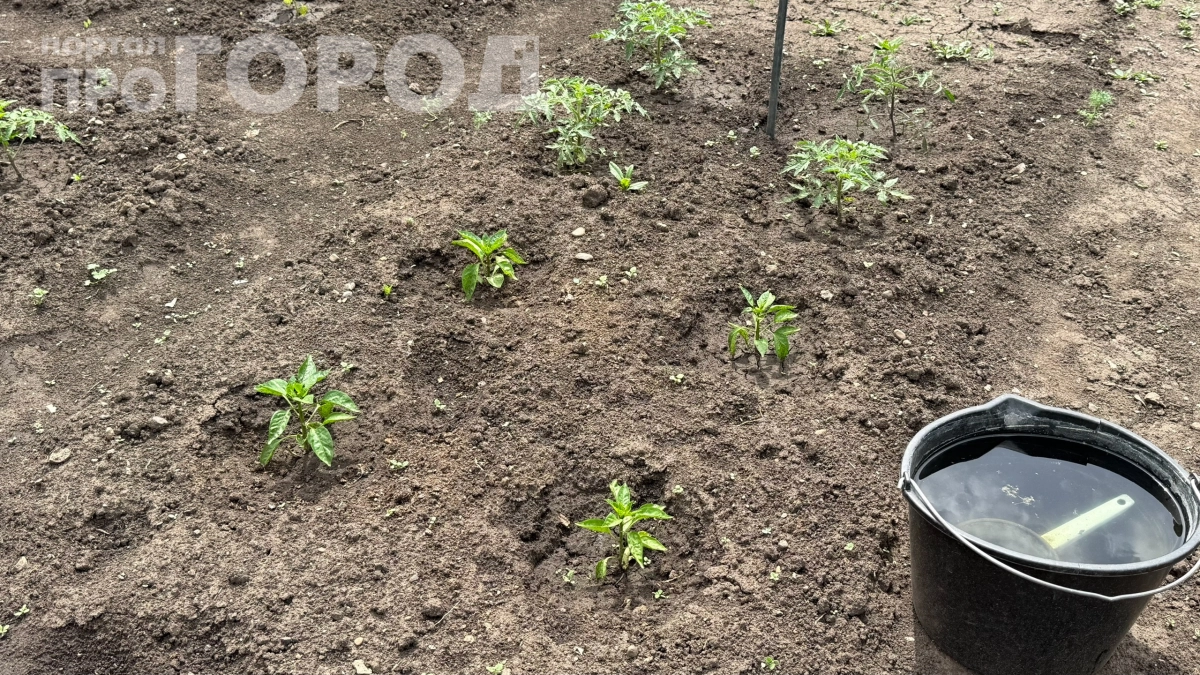 Три запретных действия для перца в теплице: перестаньте их совершать — и урожай вырастет в 4 раза