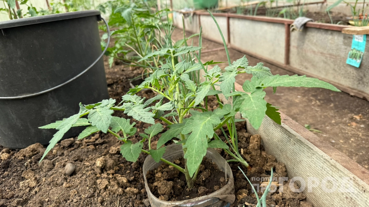 Перестала бросать эти 2 средства в одну лунку под перцы: теперь кладу три других — рассада прет как угорелая