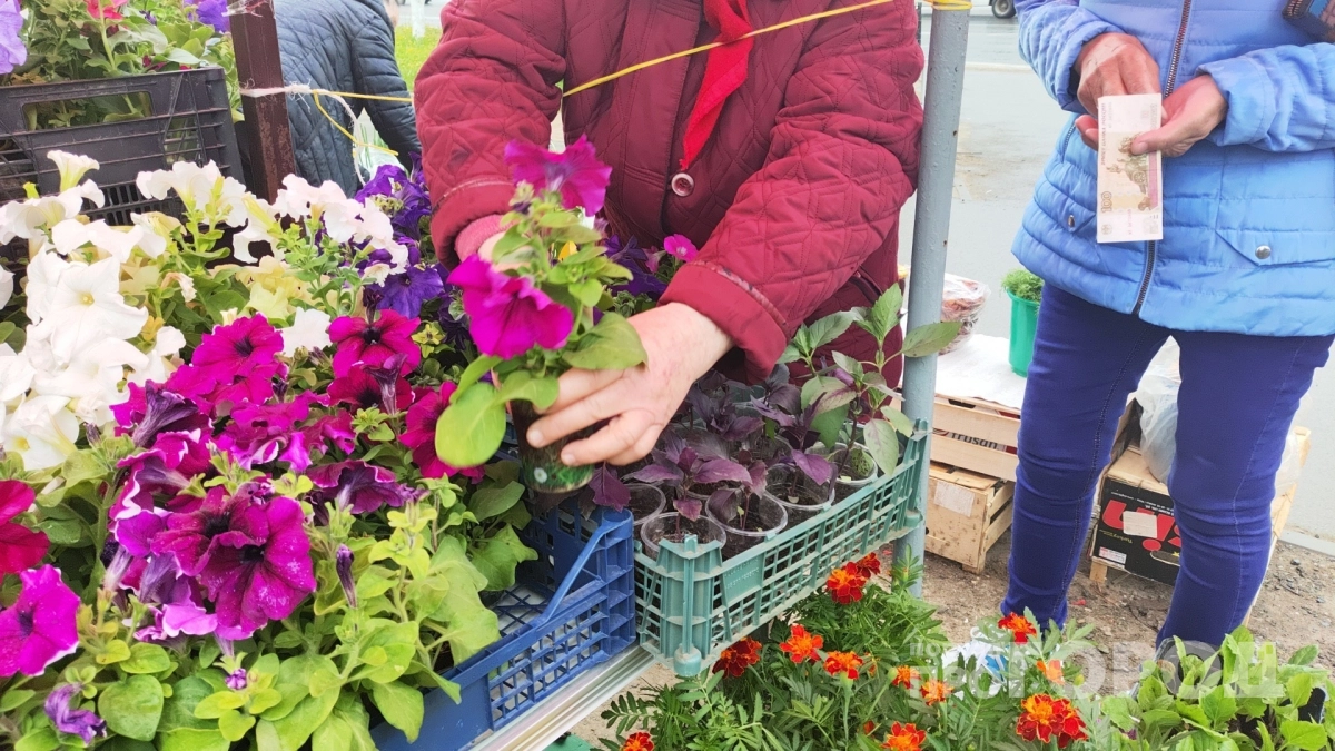 Греха не избежать: не сажайте эти цветы на погостах - вот почему церковь категорически против них