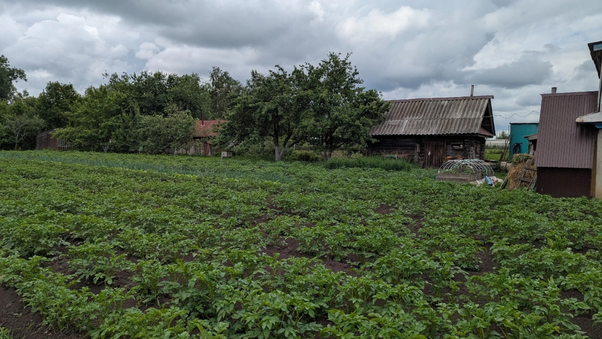 1 куст картофеля = 1 ведро: как без навоза и пахоты на грядках поднять урожай даже на бедной почве