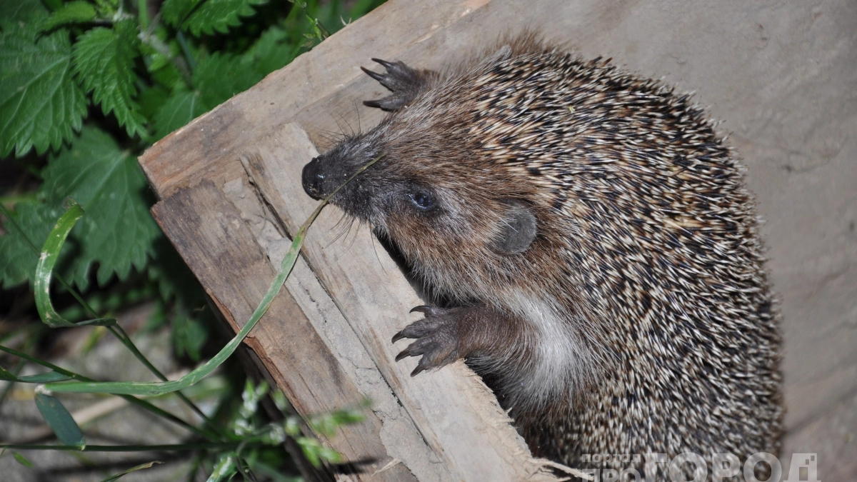 Почему ёж на участке – сигнал опасности. Его сразу нужно гнать или поить молоком, если не уходит - вот что нужно делать