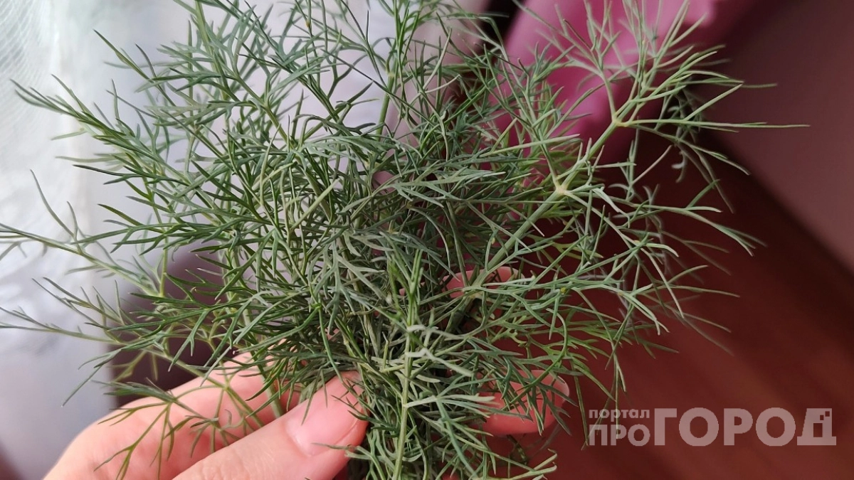 Не выбрасывайте стебли укропа и черствый хлеб: 3 способа превратить их в деликатес - делюсь лайфхаком