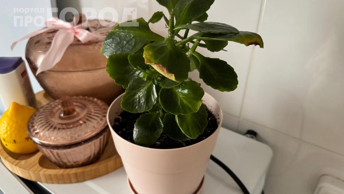 Растворяю две таблетки для полива — даже самый чахлый цветок оживает на глазах: рецепт на заметку