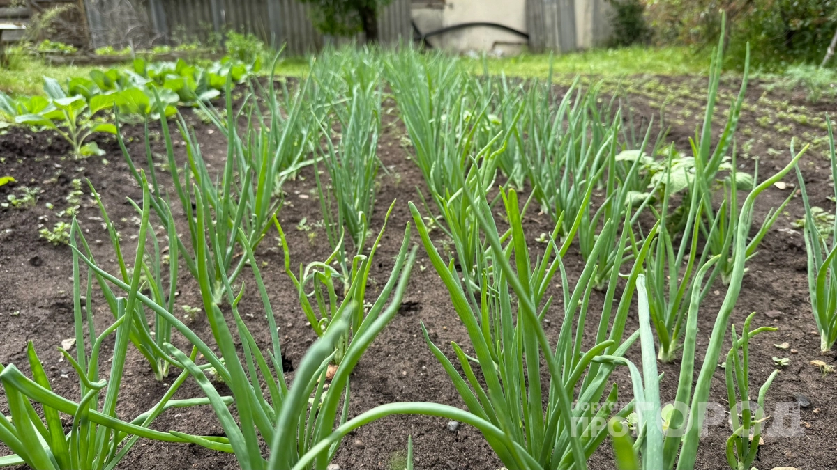 Перестал гадать со сроками посадки лука : жду цветения 1 куста - природный барометр укажет точный день