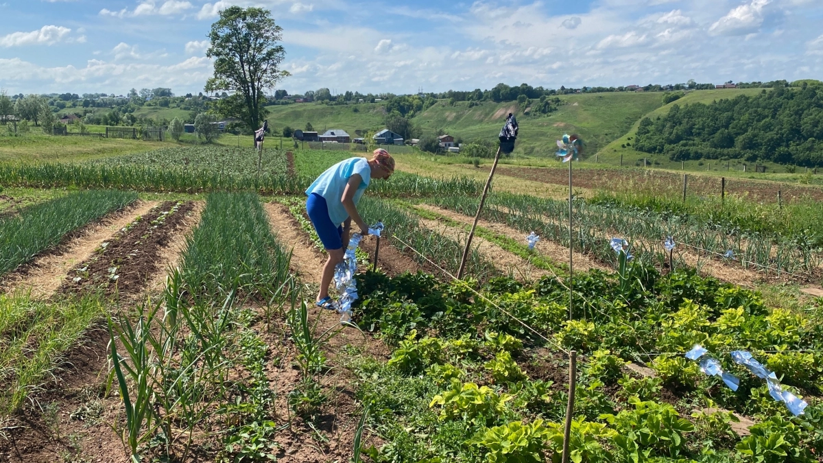 Соседи травят жаб, а я их зазываю: вот как они помогают мне повысить урожай — делюсь природным секретом