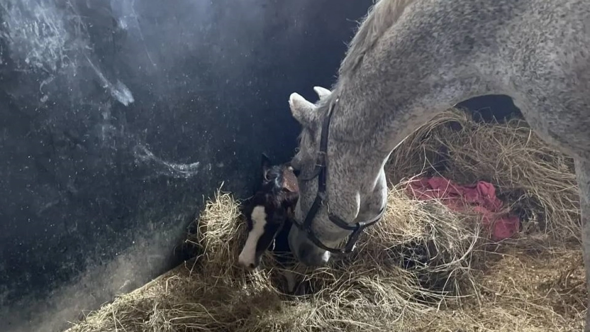 В новочебоксасркой конно-спортивной школе на свет появился жеребенок