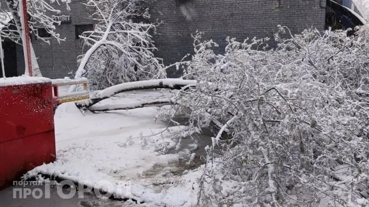 Деревья падают как карточные домики: синоптики дали неутешительный прогноз — когда наконец потеплеет
