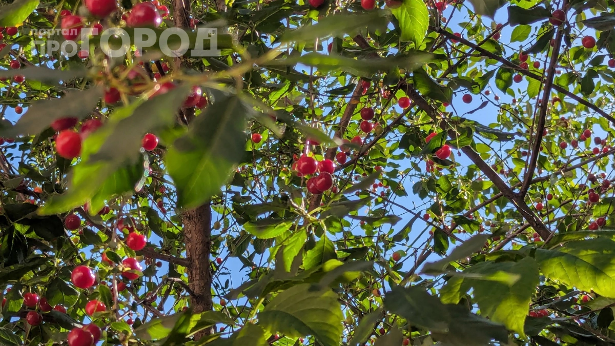 Не сажайте это рядом с вишней: дерево сохнет и не даёт ягод — 7 фатальных ошибок дачников