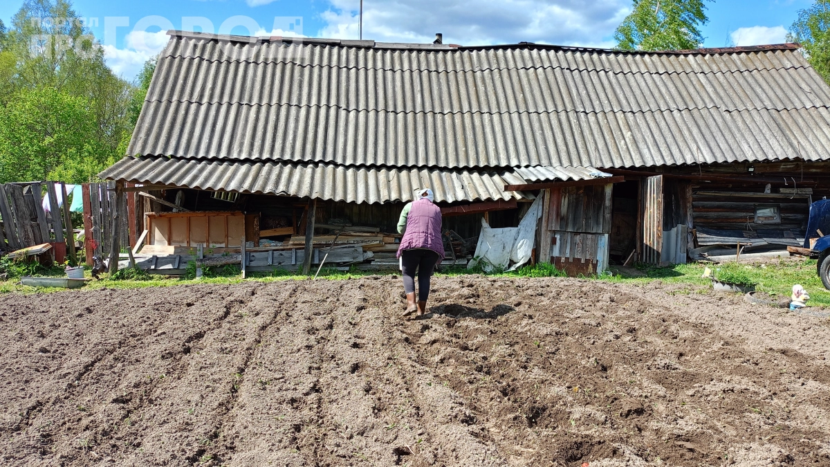 Кроты превращают сад в лунный пейзаж: 7 способов вернуть участку прежний вид — пока не стало поздно