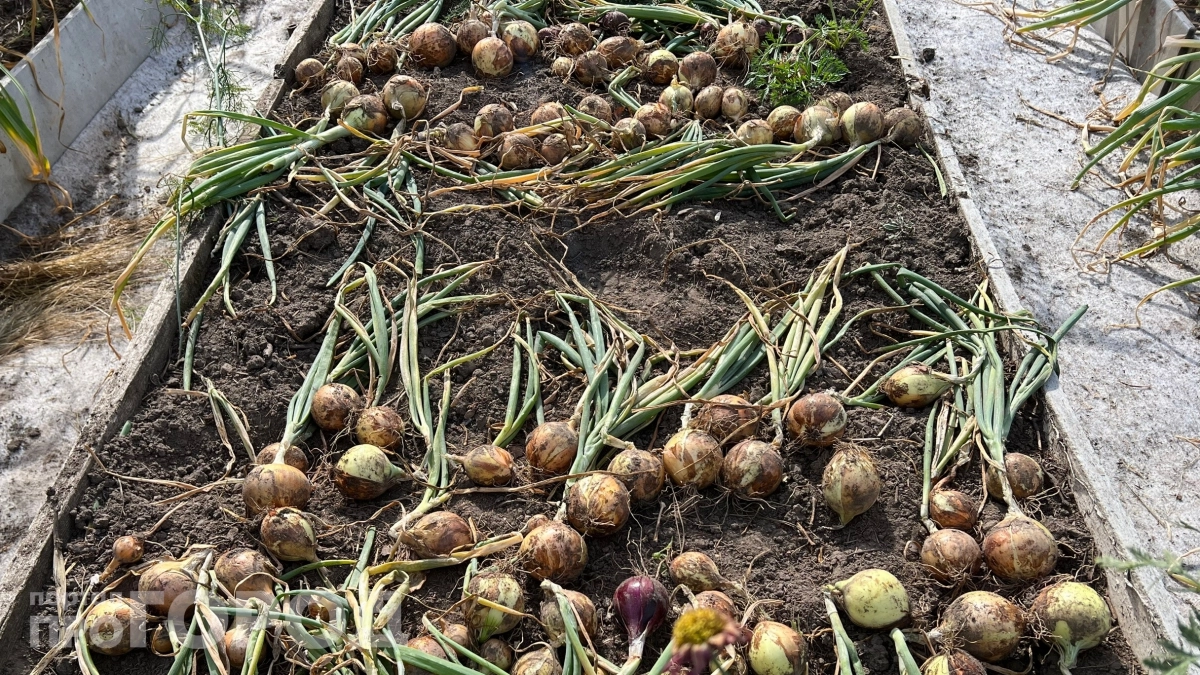 Грядки из шифера использовали только при царе Горохе: почему соседи уже убрали его со своего участка