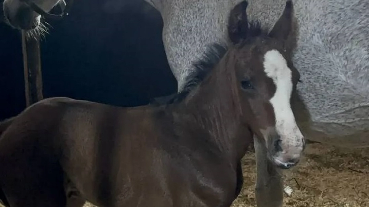 Новочебоксарцы выбрали имя недавно появившемуся на свет в конно-спортивной школе жеребенку