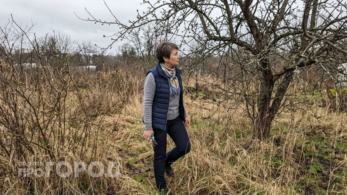 План восстановления заросшего участка от вырубки старых деревьев до первых посадок кабачков и зелени