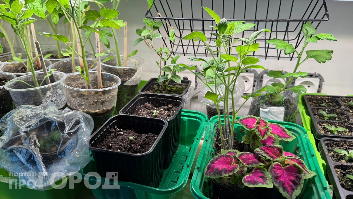 3 ложки в лунку — и томаты взбесятся: рассада приживается за пять дней вместо трёх недель