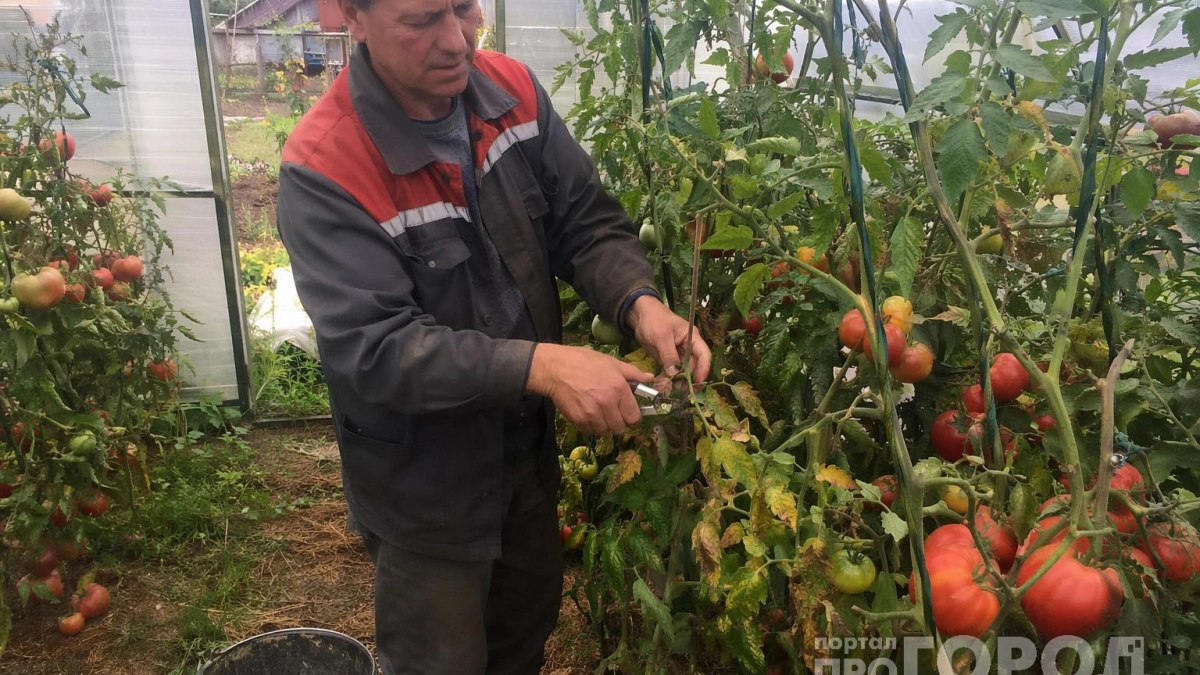 Забудьте о «лежачей» посадке томатов: простой способ высадки дает рост вершков с первого дня - на выходе мясистые плоды