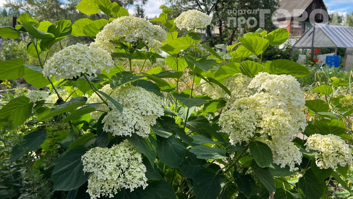 Не сажайте гортензию рядом с овощами: 4 причины убрать её с грядок, пока не поздно