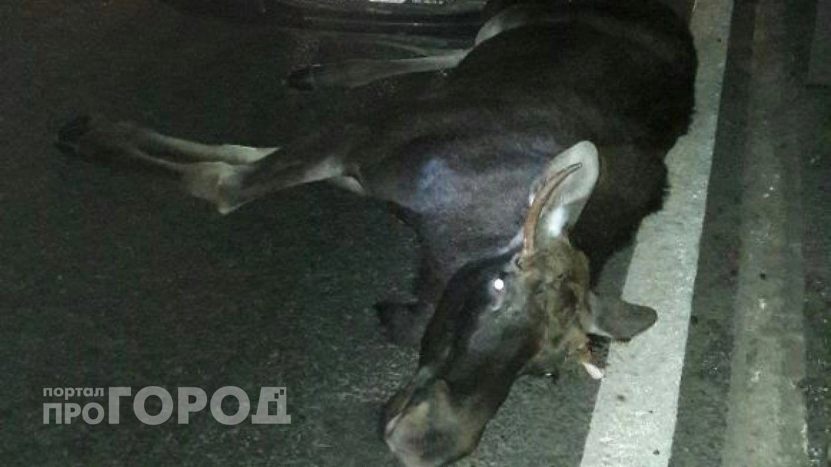8 наездов за 21 день: в Чувашии лосята выходят на дороги