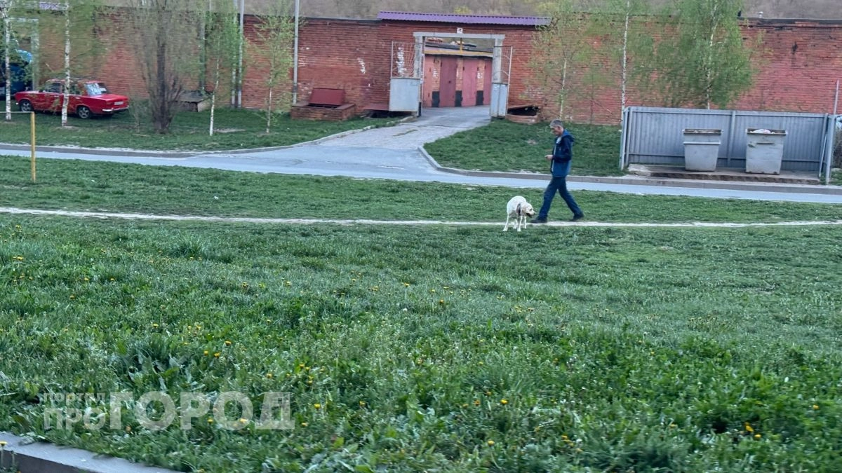 С новочебоксарских властей взыскали компенсацию за нападение бездомной собаки на ребенка
