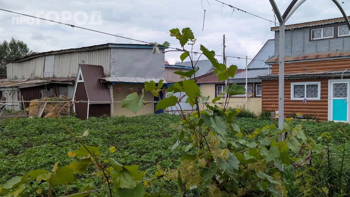 Сода — прошлый век: вот что реально работает с выгребной ямой — 2 проверенных способа