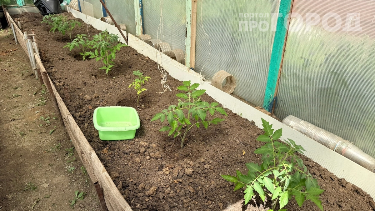 Помидоры как тряпки поутру: что нельзя делать перед заморозками — и как спасти растения за пару часов
