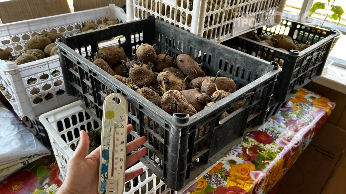 Почему россияне массово отказываются от посадки картошки: она больше не в почёте у дачников