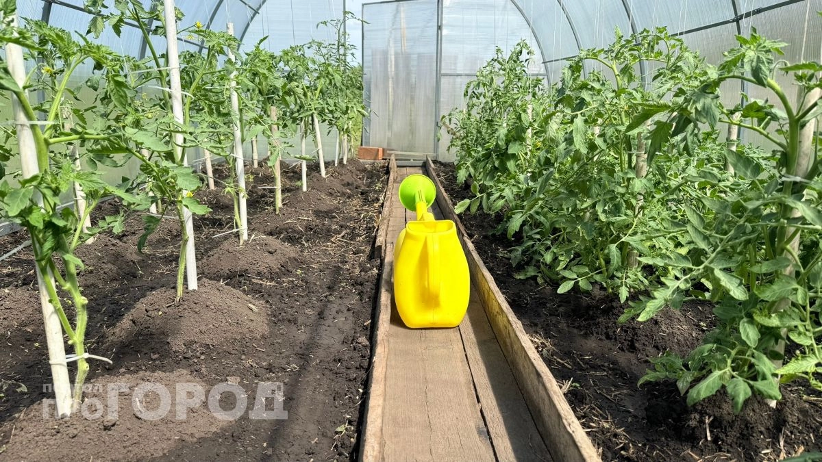 Вношу одну таблетку под куст томата и не знаю проблем с фитофторой который год подряд