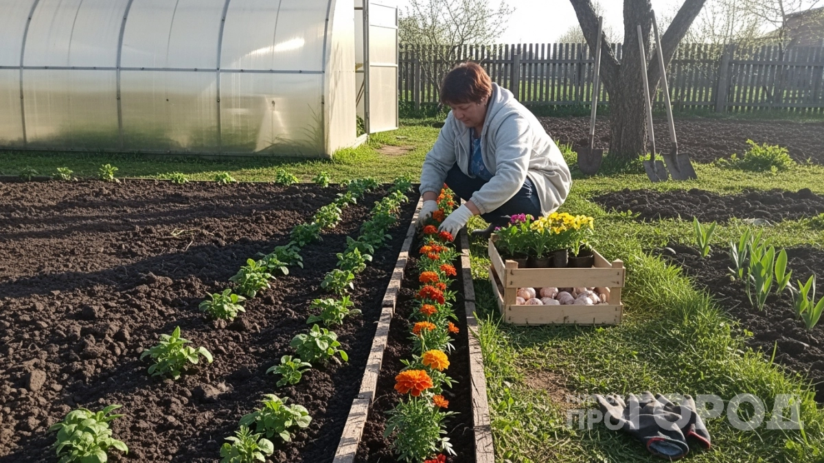 Опытная огородница показала что сделать с бархатцами, чтобы они цвели с июня по октябрь