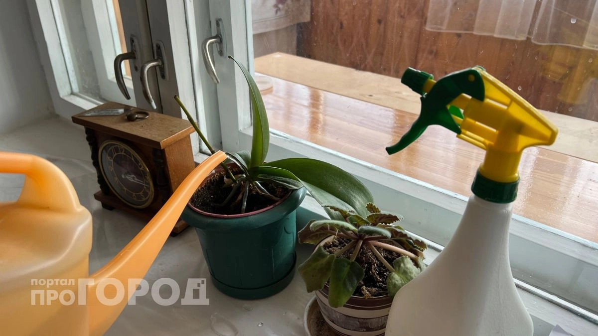 Какие комнатные растения нельзя держать в спальне: сомнолог назвал три вида