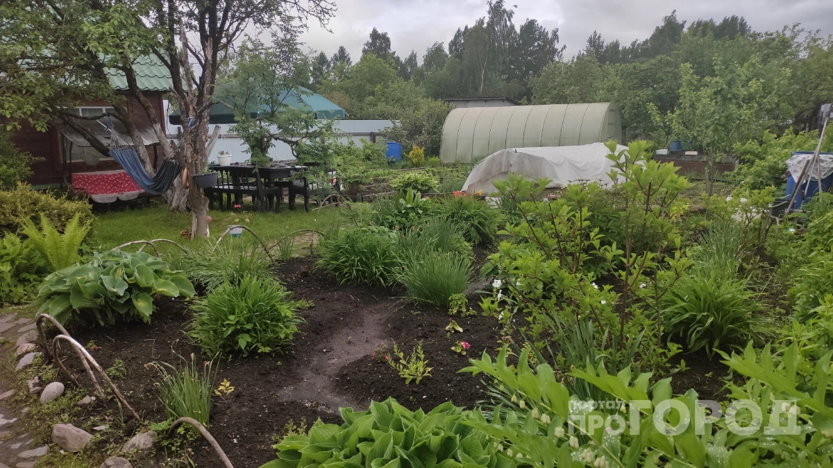 Один пшик — и тля осыпается с листьев: соседка по даче назвала рабочее средство для защиты растений
