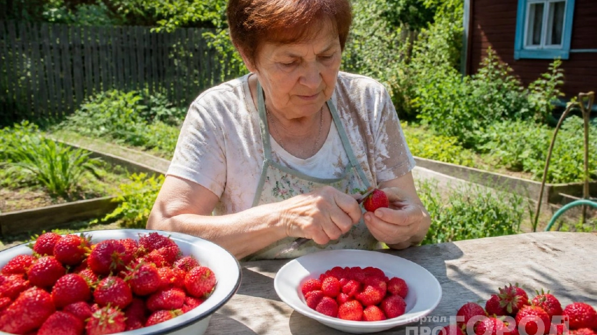 Делаю из отходов летнюю заготовку: хвостики клубники превращаю в душистую добавку