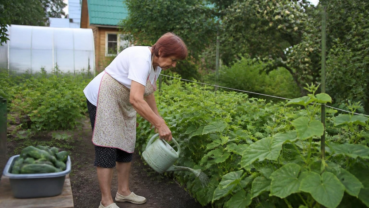 Найдено идеальное решение, чем закрыть дорожки между грядок в огороде - бюджетный способ, и сорняки больше не надоедают