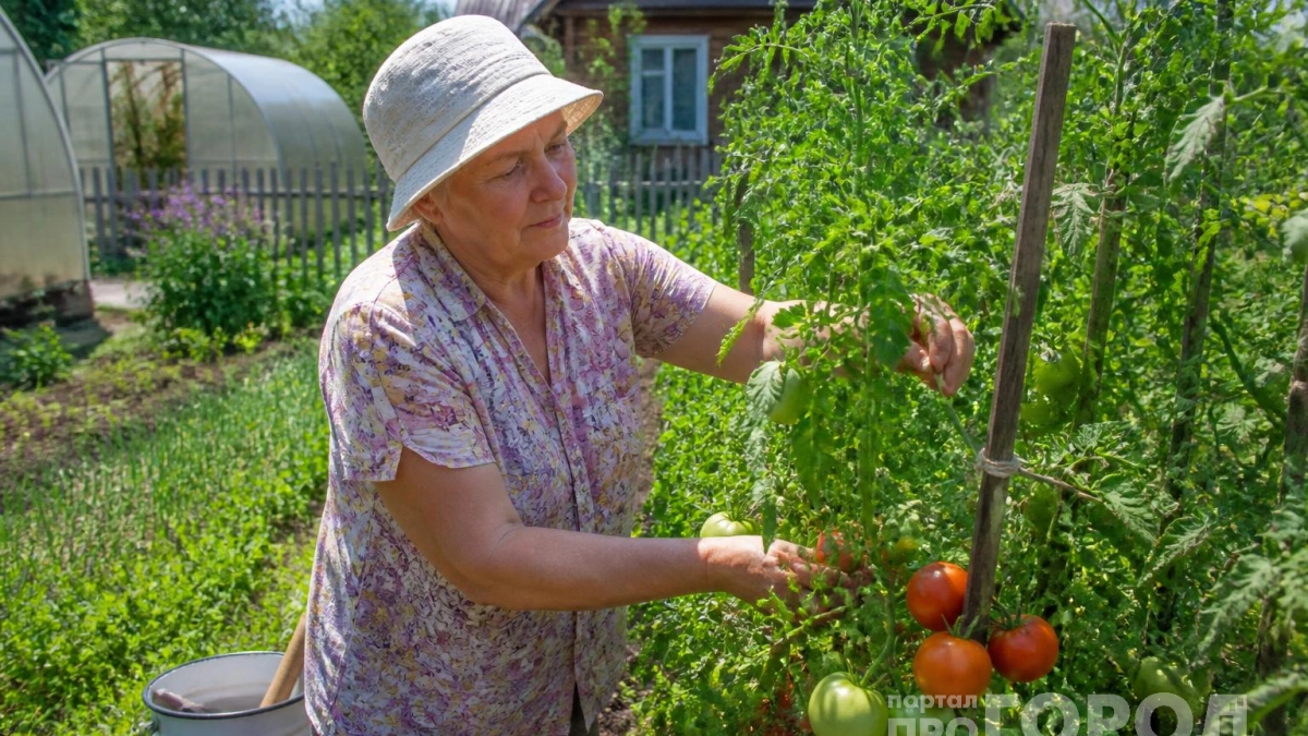 Как защитить томаты от фитофторы: 3 шага, которые решат проблему раньше, чем на листьях появятся первые пятна