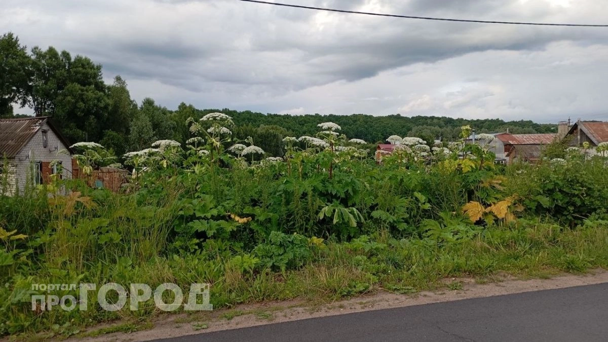 Борщевик добрался до новых районов Чувашии и окрестностей Новочебоксарска