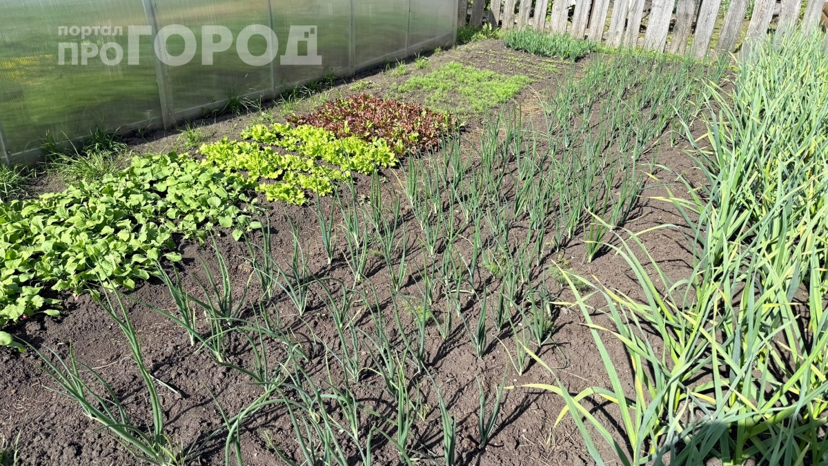 Хотела прополоть грядки на Ивана Купалу — а бабушка строго остановила: рассказываю, что можно и нельзя делать 