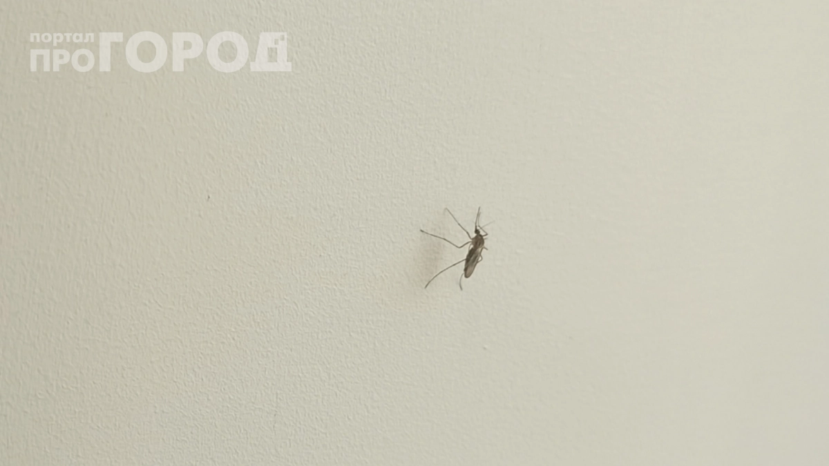 Комары не сунутся даже близко: простая хитрость, о которой знают только лесники