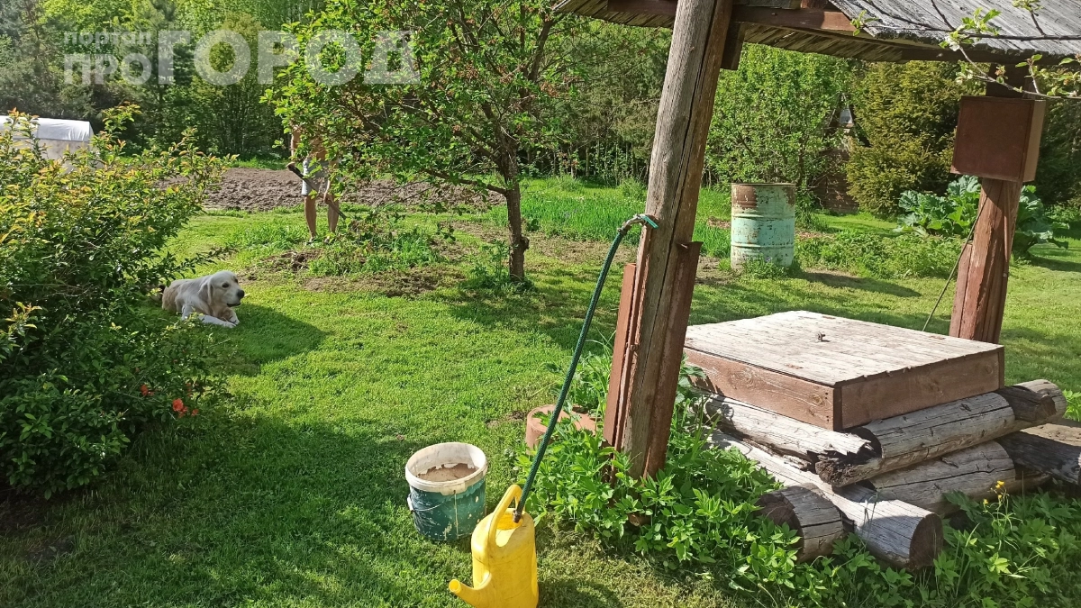 Годами лил на грядки воду из скважины — а потом понял, что губил урожай: вот что использую теперь