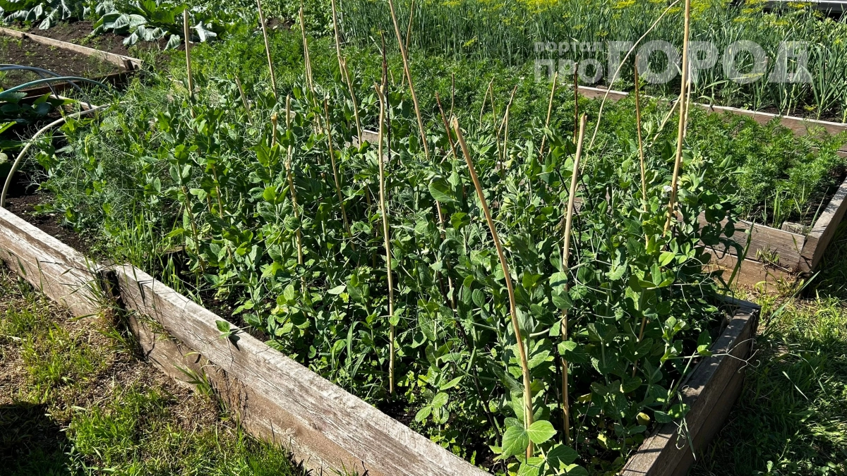 Консервированный горошек больше не покупаю: делаю сама прямо с грядки — забудьте про мутный рассол