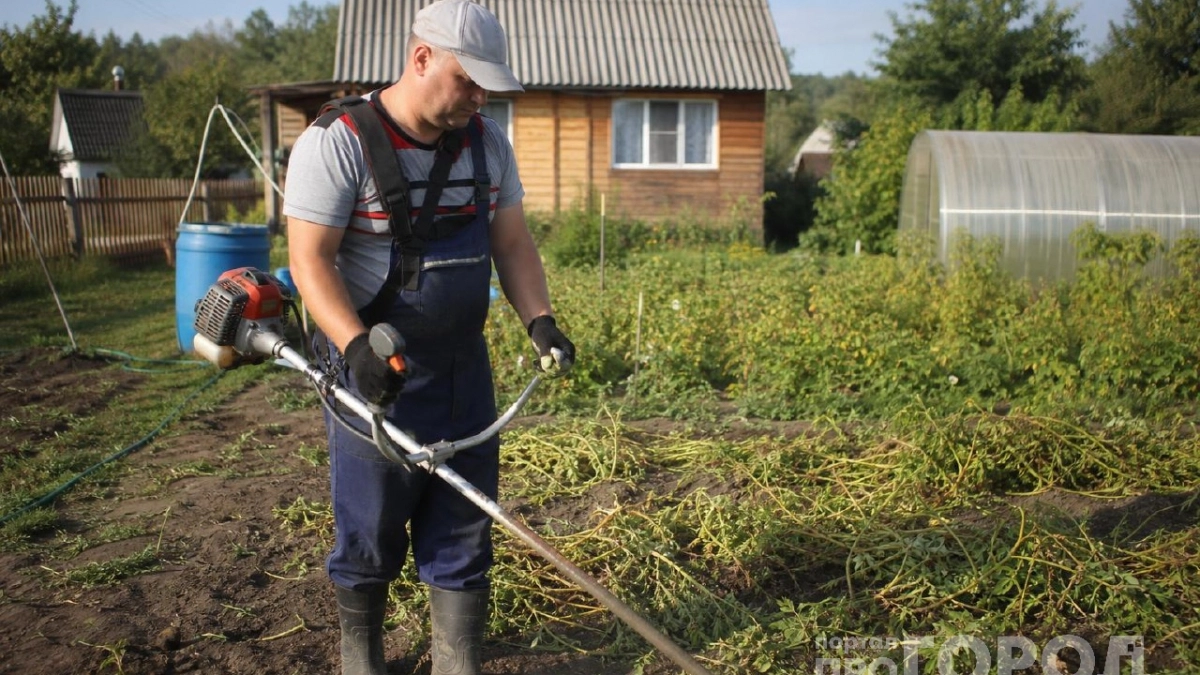 Зачем скашивать ботву картофеля заранее: один приём перед копкой, который реально работает