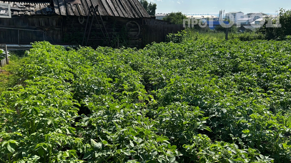 Картофельная стрижка — пережиток прошлого: годами срезала ботву и теряла половину урожая