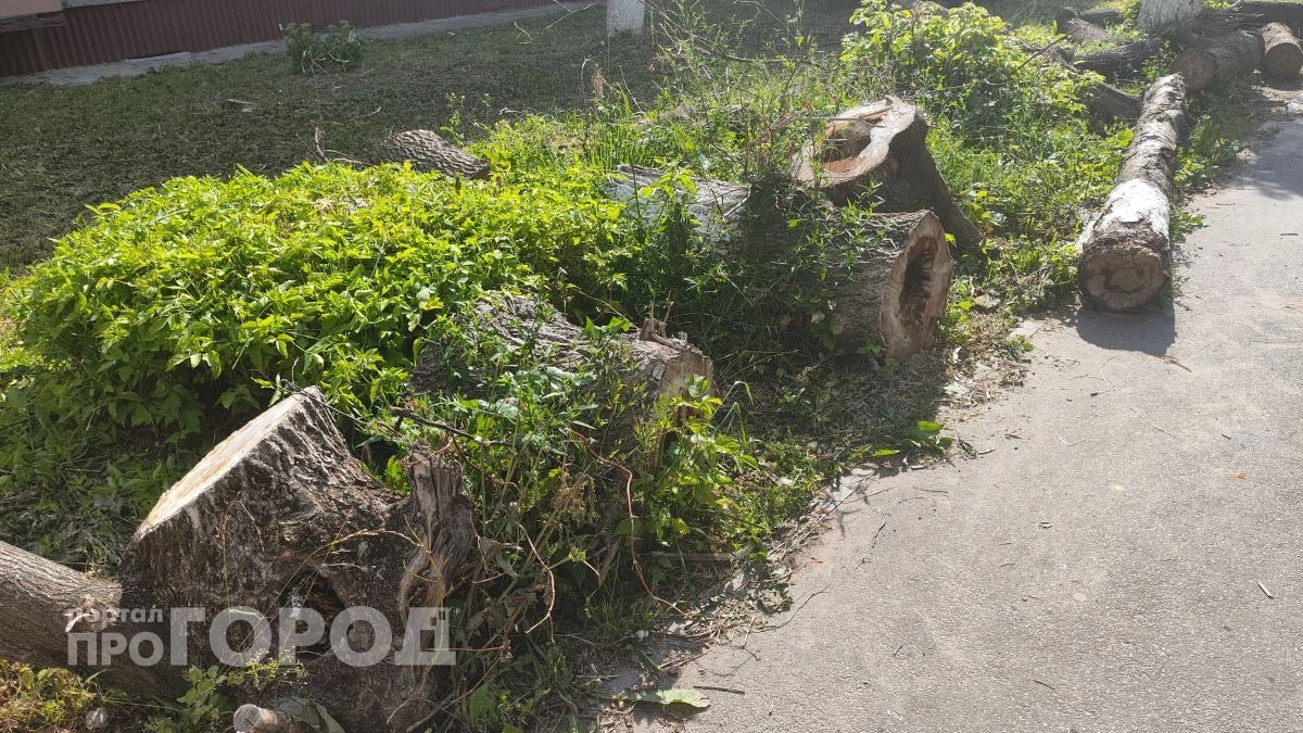 В Новочебоксарске застройщик без разрешения срубил 72 дерева