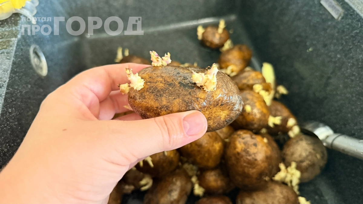 Картошка больше не гниет: где и как правильно хранить урожай, если нет погреба