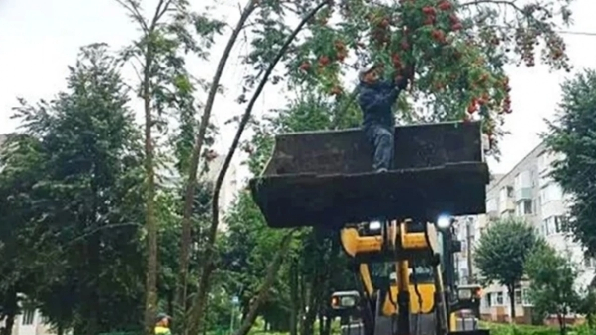 Опасное дерево убрали с пешеходной дорожки в Новочебоксарске