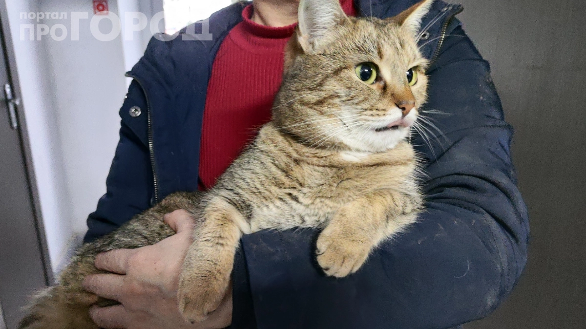 Почему кошки ложатся на больное место: вот что говорят учёные и народные приметы