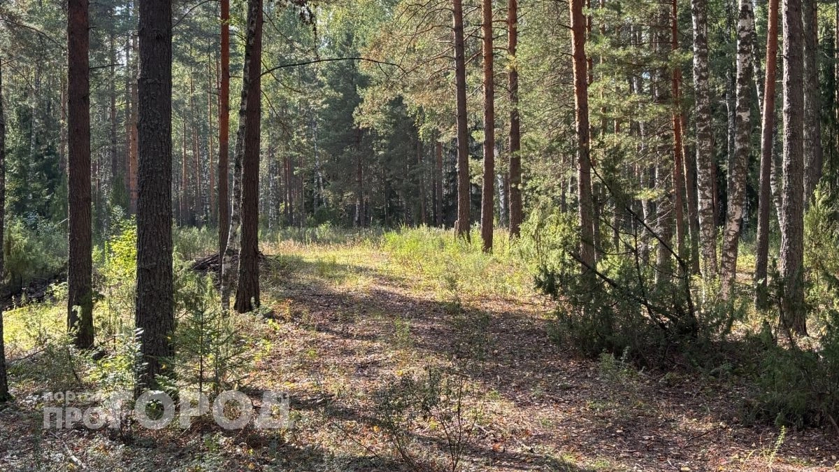 Комфортный сентябрь: в Новочебоксарске ожидается теплая и облачная погода