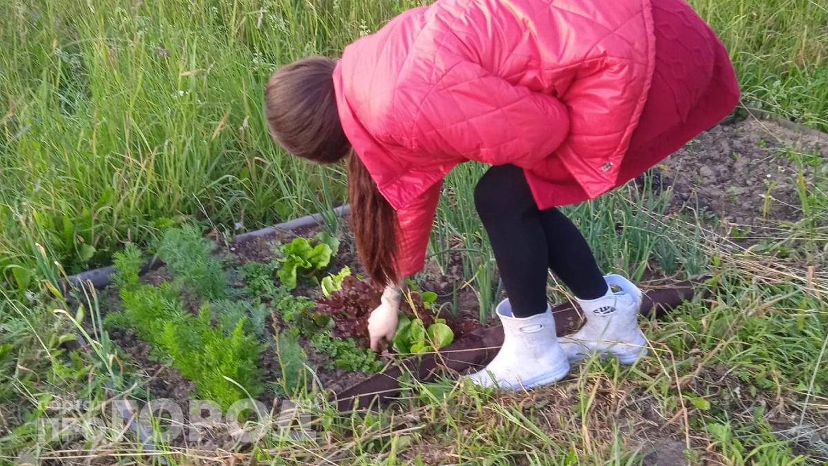 Рассыпаю это по участку каждую осень — и мокрица не возвращается уже 5 лет: вот что оказалось эффективнее прополки