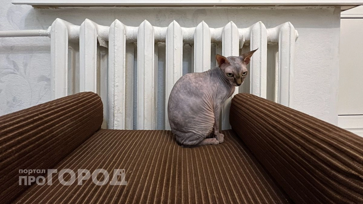 Тепло дали, а батареи ледяные: куда звонить замерзающим жителям Новочебоксарска