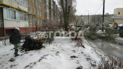 В Новочебоксарске во дворе многоквартирного дома непогодой свалило большое дерево